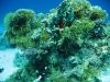 Hurghada_11_2006_uw_006.jpg
