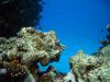 Hurghada_11_2006_uw_092.jpg