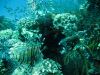Hurghada_11_2006_uw_139.jpg