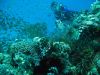 Hurghada_11_2006_uw_140.jpg