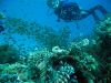 Hurghada_11_2006_uw_141.jpg